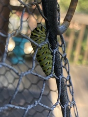 Papilio polyxenes asterius