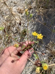 Grindelia fraxinipratensis