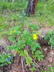 Potentilla longifolia