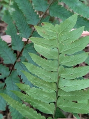 Microlepia marginata