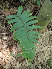 Microlepia marginata