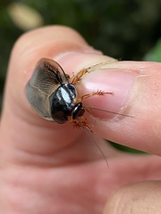 Pycnoscelus surinamensis