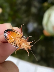 Pycnoscelus surinamensis