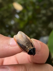 Pycnoscelus surinamensis