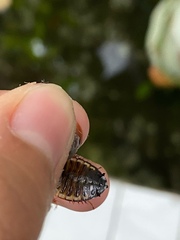 Pycnoscelus surinamensis