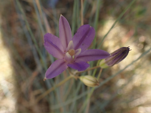 Image of Brodiaea rosea by no rights reserved