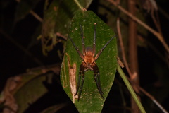 Ancylometes terrenus