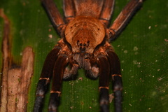 Ancylometes terrenus