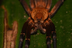 Ancylometes terrenus