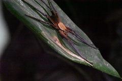 Ancylometes terrenus