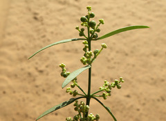 Salvadora oleoides
