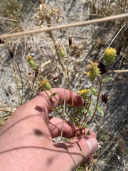 Grindelia fraxinipratensis