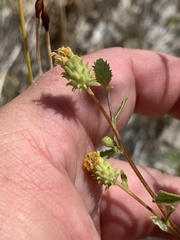 Grindelia fraxinipratensis