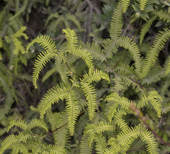 Sticherus squamulosus