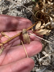 Grindelia fraxinipratensis