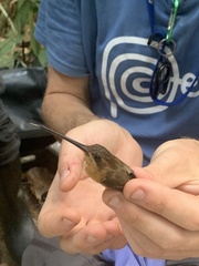 Phaethornis philippii