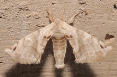 Apatelodes pudefacta