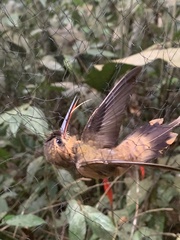 Phaethornis philippii
