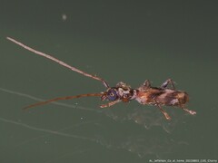 Stenhomalus taiwanus