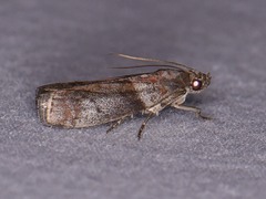 Sciota subfuscella