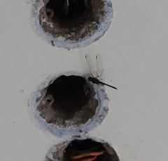 Bradinopyga geminata