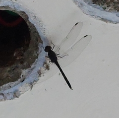 Bradinopyga geminata