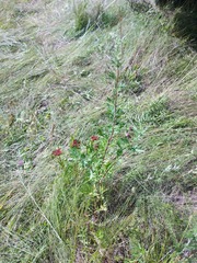 Artemisia mongolica