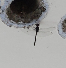 Bradinopyga geminata