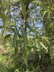 Salix amygdaloides