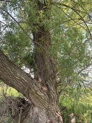 Salix amygdaloides
