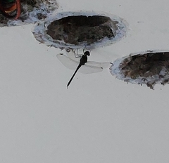 Bradinopyga geminata