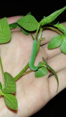 Leptosia nina