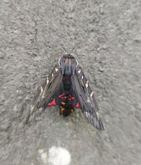 Arachnis aulaea