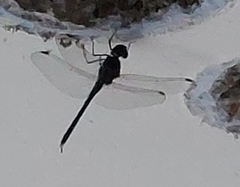 Bradinopyga geminata