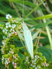 Oecanthus quadripunctatus