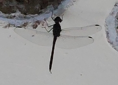 Bradinopyga geminata