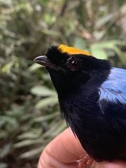 Chiroxiphia pareola