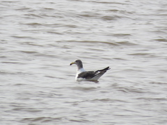 Larus atlanticus