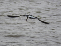 Larus atlanticus