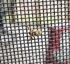 Rhagoletis cingulata