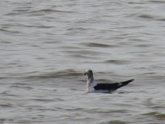 Larus atlanticus