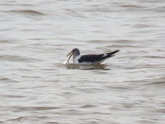 Rhaphiodon vulpinus