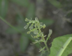 Neottia convallarioides