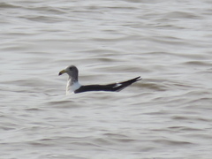 Larus atlanticus