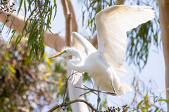 Ardea alba
