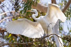 Ardea alba