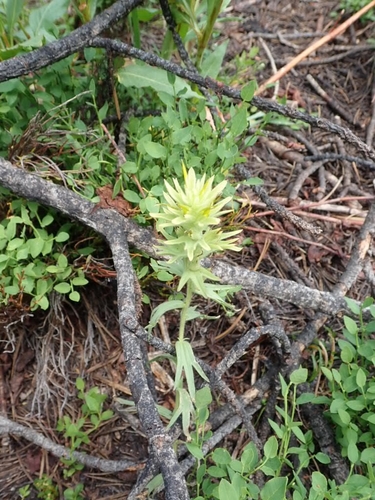 Image of Castilleja glandulifera by no rights reserved