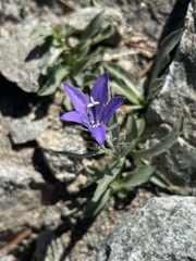 Campanula scabrella