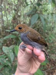 Willisornis poecilinotus