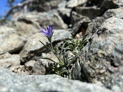 Campanula scabrella